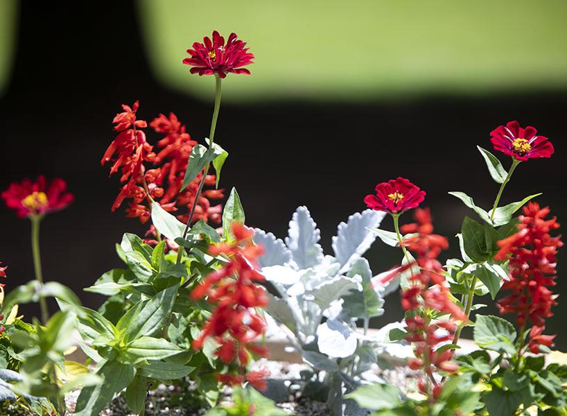 flowers on campus